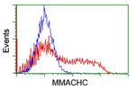 MMACHC Antibody in Flow Cytometry (Flow)