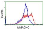 MMACHC Antibody in Flow Cytometry (Flow)