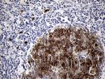 MME Antibody in Immunohistochemistry (Paraffin) (IHC (P))
