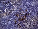 MME Antibody in Immunohistochemistry (Paraffin) (IHC (P))