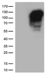 MME Antibody in Western Blot (WB)