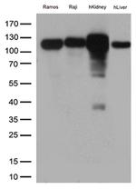 MME Antibody in Western Blot (WB)