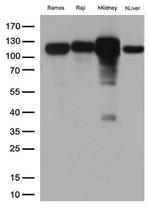 MME Antibody in Western Blot (WB)