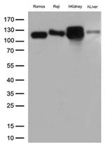 MME Antibody in Western Blot (WB)