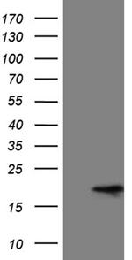 MMGT1 Antibody in Western Blot (WB)