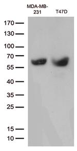 MMP11 Antibody in Western Blot (WB)