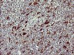 MMP13 Antibody in Immunohistochemistry (Paraffin) (IHC (P))