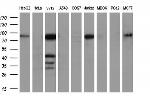 MMP2 Antibody in Western Blot (WB)