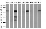 MMP2 Antibody in Western Blot (WB)