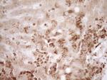 MMP3 Antibody in Immunohistochemistry (Paraffin) (IHC (P))