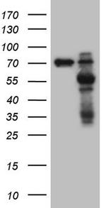 MMP3 Antibody in Western Blot (WB)