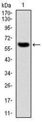 MMP3 Antibody in Western Blot (WB)
