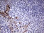 MMP7 Antibody in Immunohistochemistry (Paraffin) (IHC (P))