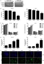 E-cadherin Antibody in Western Blot (WB)