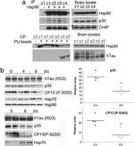 Tau Antibody in Western Blot (WB)