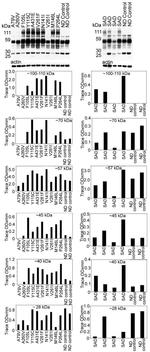 Tau Antibody in Western Blot (WB)