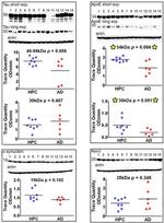 Tau Antibody in Western Blot (WB)
