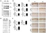 Tau Antibody in Western Blot, Immunohistochemistry (WB, IHC)