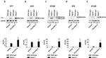 Tau Antibody in Western Blot (WB)