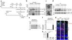 Tau Antibody in Western Blot, Immunohistochemistry (WB, IHC)