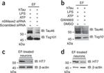 Tau Antibody in Western Blot (WB)