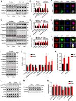 Tau Antibody in Immunocytochemistry (ICC/IF)