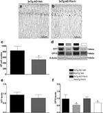 Tau Antibody in Western Blot (WB)