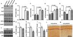 Tau Antibody in Western Blot (WB)