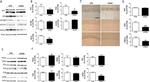 Tau Antibody in Western Blot, Immunohistochemistry (WB, IHC)