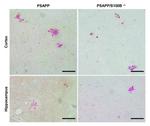 Phospho-Tau (Ser202, Thr205) Antibody in Immunohistochemistry (IHC)
