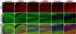 Phospho-Tau (Ser202, Thr205) Antibody in Immunohistochemistry (IHC)