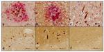 Phospho-Tau (Ser202, Thr205) Antibody in Immunohistochemistry (Paraffin) (IHC (P))