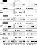 Phospho-Tau (Thr231) Antibody in Western Blot (WB)