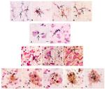 Phospho-Tau (Ser202, Thr205) Antibody in Immunohistochemistry - Free Floating (IHC (Free))