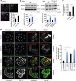 Phospho-Tau (Ser202, Thr205) Antibody in Immunocytochemistry (ICC/IF)