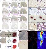 Phospho-Tau (Ser202, Thr205) Antibody in Immunohistochemistry (Paraffin) (IHC (P))