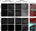 Phospho-Tau (Ser202, Thr205) Antibody in Immunohistochemistry (IHC)