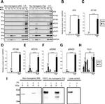 Phospho-Tau (Thr231) Antibody in Western Blot (WB)