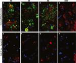 Phospho-Tau (Ser202, Thr205) Antibody in Immunohistochemistry (IHC)
