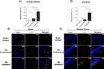 Phospho-Tau (Ser202, Thr205) Antibody in Immunohistochemistry (IHC)