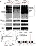 Phospho-Tau (Thr231) Antibody in Western Blot (WB)