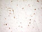 MNDA Antibody in Immunohistochemistry (Paraffin) (IHC (P))
