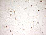 MNDA Antibody in Immunohistochemistry (Paraffin) (IHC (P))