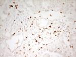 MNDA Antibody in Immunohistochemistry (Paraffin) (IHC (P))