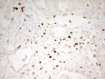 MNDA Antibody in Immunohistochemistry (Paraffin) (IHC (P))