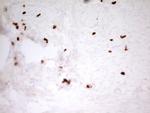 MNDA Antibody in Immunohistochemistry (Paraffin) (IHC (P))