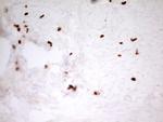 MNDA Antibody in Immunohistochemistry (Paraffin) (IHC (P))