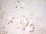 MNDA Antibody in Immunohistochemistry (Paraffin) (IHC (P))