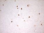 MNDA Antibody in Immunohistochemistry (Paraffin) (IHC (P))