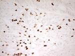 MNDA Antibody in Immunohistochemistry (Paraffin) (IHC (P))